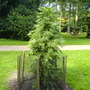 Wollemi Pine at Westonbirt (August 2008) (Wollemia nobilis)