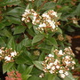 A garden flower photo