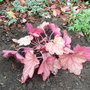 Heuchera 'Georgia Peach' (Heuchera)