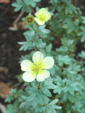 Potentilla fruticosa 'Vilmoriniana' (Potentilla fruticosa)