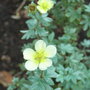 Potentilla fruticosa 'Vilmoriniana' (Potentilla fruticosa)