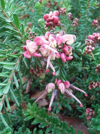 Grevillea lanigera 'Mount Tamboritha' (Grevillea lanigera 'Mount Tamboritha')