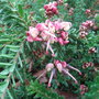 Grevillea_lanigera__mount_tamboritha_