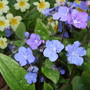 Primroses and 'Cherry Ingram' (Omphalodes cappadocica)