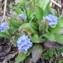 Myosotis alpestris (Alpine Forget-me-not)