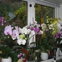 Orchids...still going strong - 3 months later!