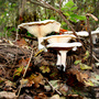 Snowy waxcap