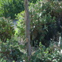 Opuntia ficus-indica - Tuna Cactus (Opuntia ficus-indica - Tuna Cactus)