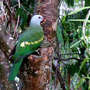 Wompoo fruit Dove (Wompoo fruit Dove)
