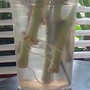 Variegated Geraniums rooting in water 2009-10-31 (pelargonium zonal)