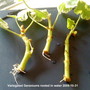 Variegated Geraniums rooted in water 2009-10-31 (Pelargonium Zonal)