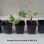 Variegated Geraniums potted up 2009-10-31 (Pelargonium Zonal)