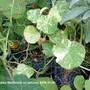 Variegated Nasturtium on balcony 2009-10-31 (Tropaeolum majus (Compact Nasturtium))
