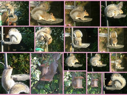 squirrel collage