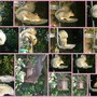 squirrel collage