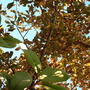 A garden flower photo