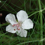 GERANIUM Cantabrigiense Biokovo (Geranium cantabrigiense Biokovo)