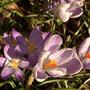Crocus
