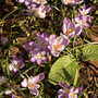 Crocus