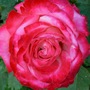 Mon Cheri - For TT