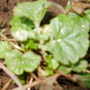 Geum Bell Bank for Tt