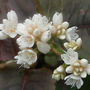 Persicaria 