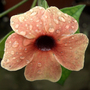 THUNBERGIA