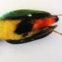 Pitta versicolor  (Pitta versicolor.)