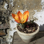 Tulip 'Donald Duck'