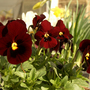 A garden flower photo