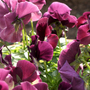 A garden flower photo