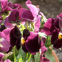 A garden flower photo