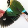 Pitta versicolor (Pitta versicolor)