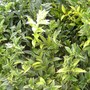 Christmas Box (Sarcococca confusa (Christmas box))