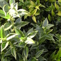 One of the most 'useful' plants in my garden. (Sarcococca confusa (Christmas box))