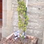 pots at front door (Taxus baccata 'Fastigiata Aurea, Ajuga reptans 'Atropurpurea, Triteleia)