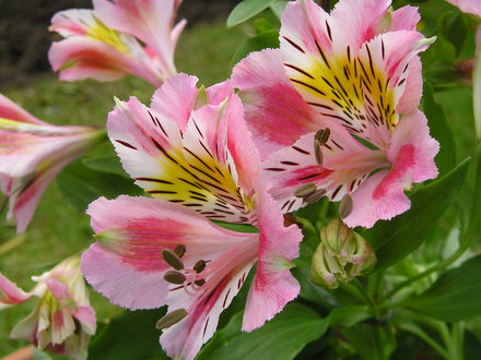 Alstroemeria (Alstroemeria)