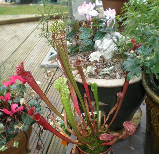Sarracenia
