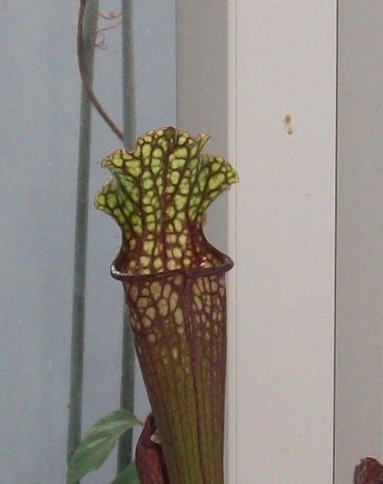 Sarracenia