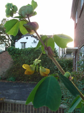 Amicia zygomeris - flowers (Amicia zygomeris)