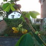 Amicia zygomeris - flowers (Amicia zygomeris)