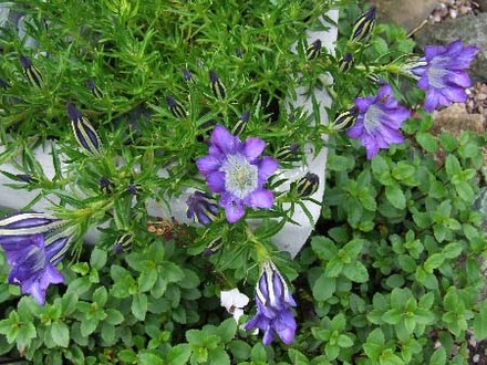 Gentiana sino-ornata 