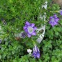 Gentianasino-ornata