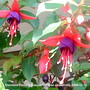 Standard Fuchsia Beacon upclose on balcony 2009-10-12 (Fuchsia)