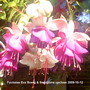 Fuchsias Eve Boerg & Swingtime upclose (Fuchsia)