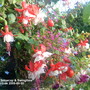 Fuchsias Snowcap & Swingtime close up 2009-09-30 (Fuchsia)