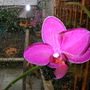 orchid