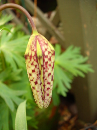 Snake's Head Fritillary....for David