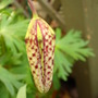 Frit_1