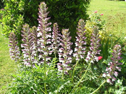Acanthus Spinosus (Bear's Breeches) (Acanthus spinosus (Bear's breeches))